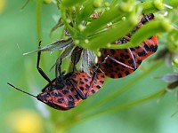 Graphosome d'Italie, graphosoma italicum