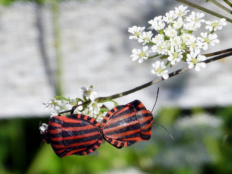 Graphosomes d'Italie, graphosoma italicum