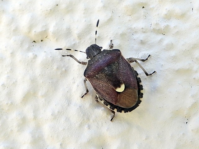 Péribalus étroit, peribalus vernalis