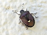 Péribalus étroit