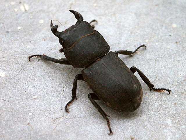 Petite biche, dorcus parallelipipedus