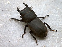 petite biche, dorcus parallelipipedus