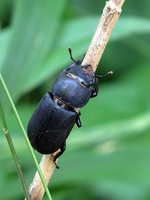Petite biche, dorcus parallelipipedus