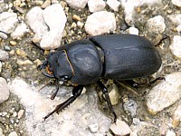 femelle dorcus, dorcus parallelipipedus