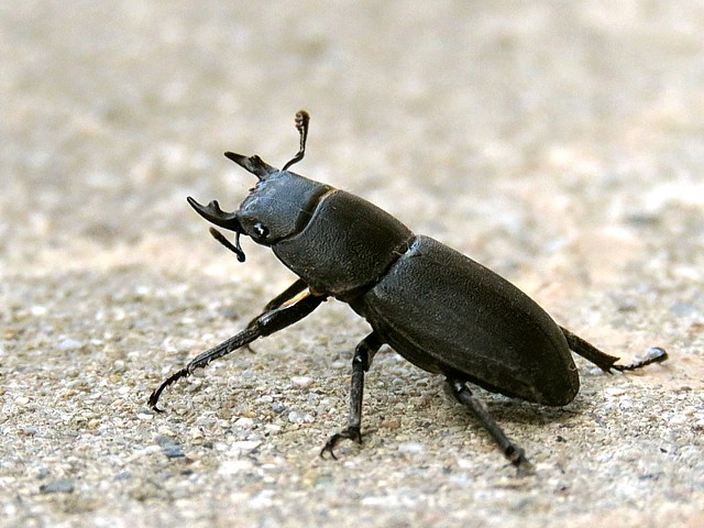 Petite biche, dorcus parallelipipedus