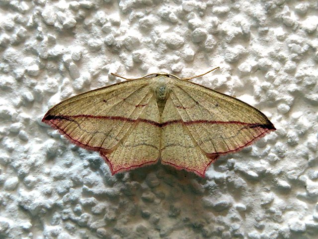 Phalne anguleuse, timandra comae