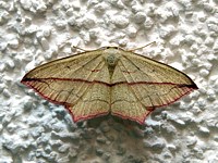 Phalène anguleuse, timandra comae