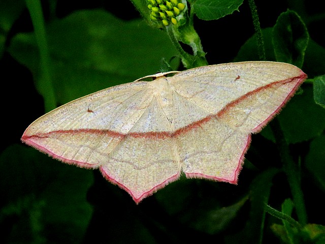 Phalne anguleuse, timandre aime, timandra comae