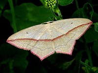 Phalène anguleuse, timandra comae