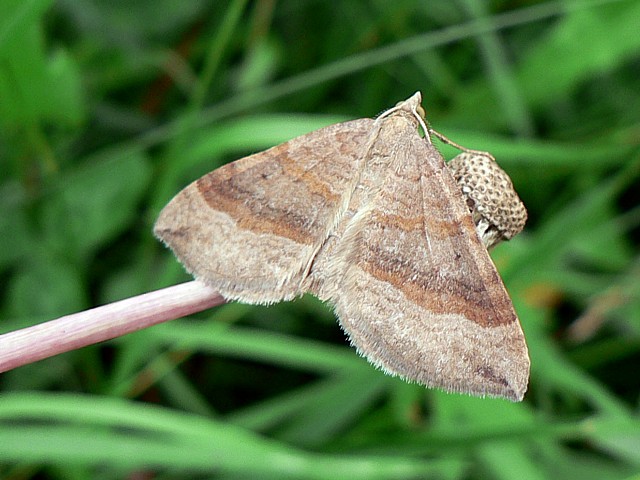 Phalène de l'Ansérine, scotopteyx chenopodiata