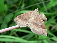 Phalène de l'ansérine, scotopteryx chenopodiata