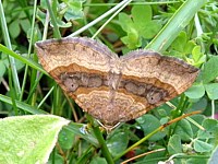 Phalène de l'ansérine, scotopteryx chenopodiata