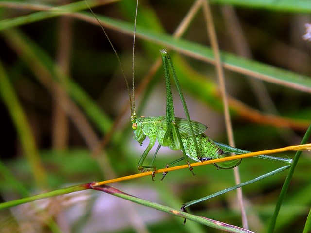 Phanroptre commun, phaneroptera falcata