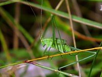 Phanéroptère commun, phaneroptera falcata