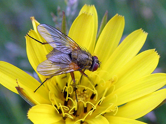 Phaonia angelicae