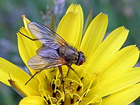 Phaonia, phaonia angelicae