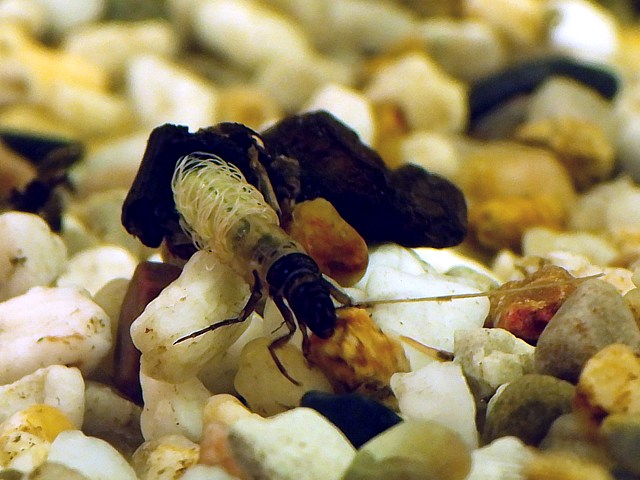 Phrygane, phryganea grandis