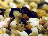Phrygane, phryganea grandis