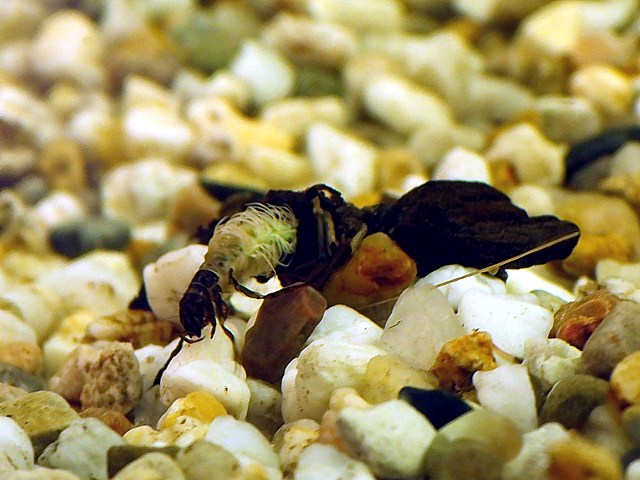 Larve de phrygane, phryganea grandis