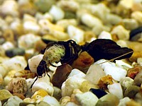 Phrygane, phryganea grandis