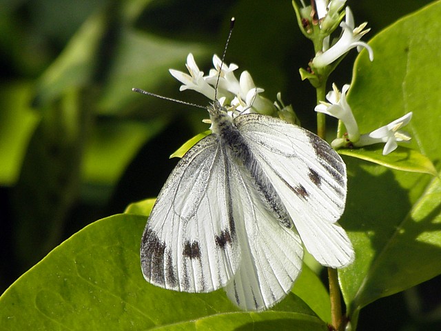 Piride du navet, pieris napi