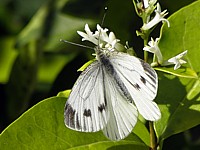 Piéride du navet, pieris napi