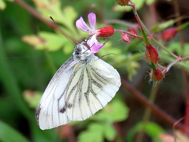 Piride du navet, pieris napi