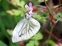 Piéride du navet, ailes fermées