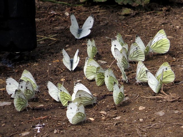 Pirides du navet, pieris napi