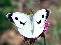 Piéride du chou, pieris brassicae