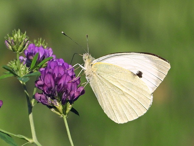 Piride du chou - pieris brassicae