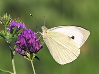 Piéride du chou, ailes fermées