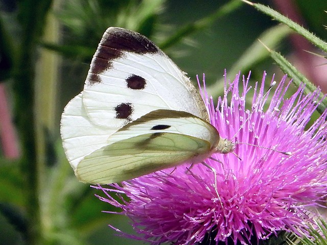 Piéride du chou - pieris brassicae