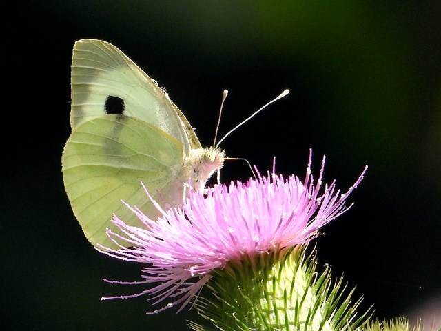 Piéride du chou, ailes fermées