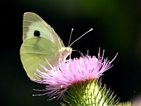Piéride du chou, ailes fermées