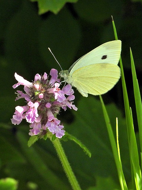 Piéride du chou, ailes fermées