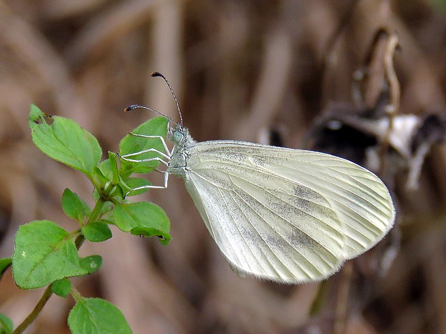 Piride du lotier, leptidea sinapis