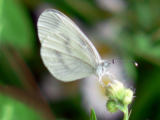Piride du lotier, leptidea sinapis