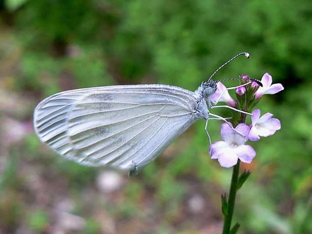 Piride du lotier