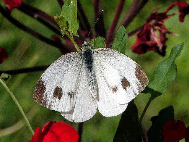 Piéride de la rave - pieris rapae