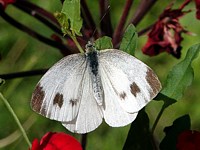 Piéride de la rave, pieris rapae