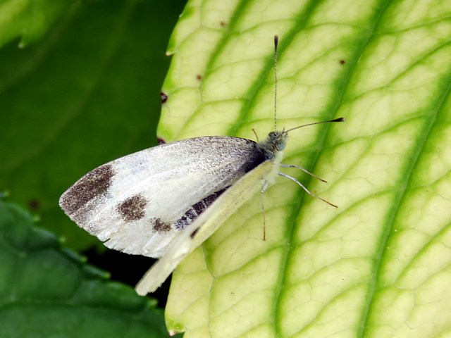 Piride de la rave, pieris rapae