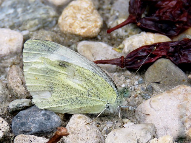 Piride de la rave, pieris rapae