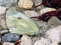 Piéride de la rave, pieris rapae