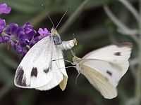Piéride de la rave, pieris rapae