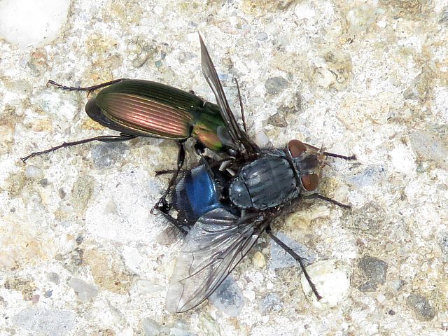 Poecile cuivr, poecilus cupreus