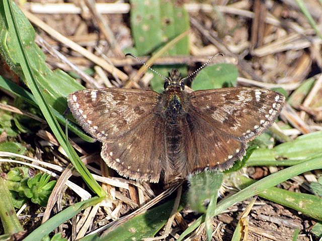 Point-de-Hongrie, erynnis tages