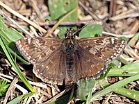 Point-de-Hongrie, erynnis tages