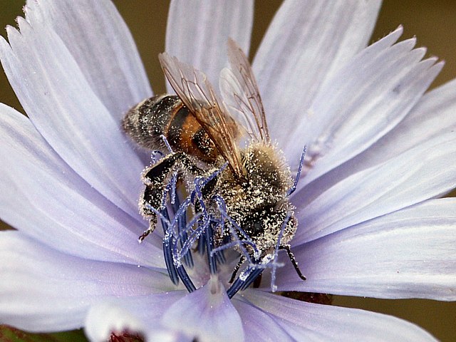 Pollinisation
