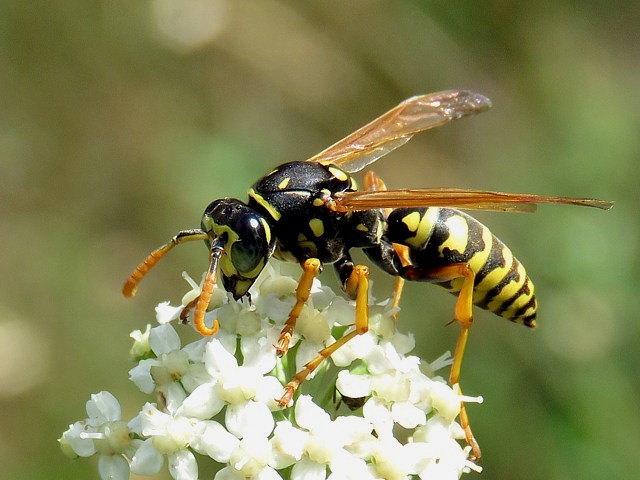 Poliste gaulois - polistes gallicus